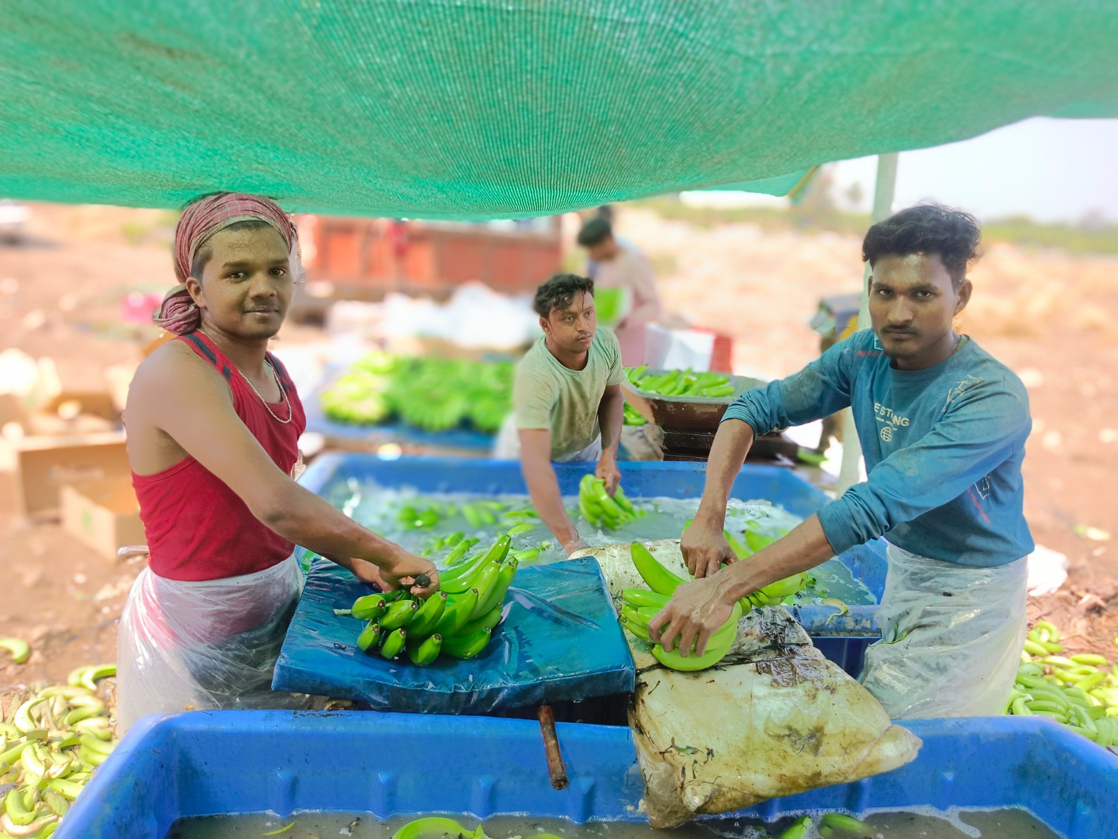 Farm Level Harvesting