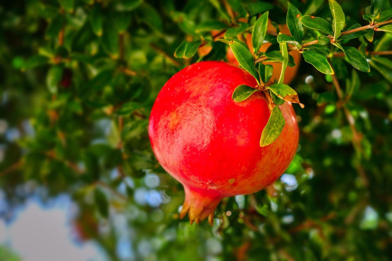 Fresh Pomegranate